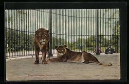 Basel, Zoologischer Garten, Löwen im Fr