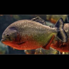 Profile image of Piranha.