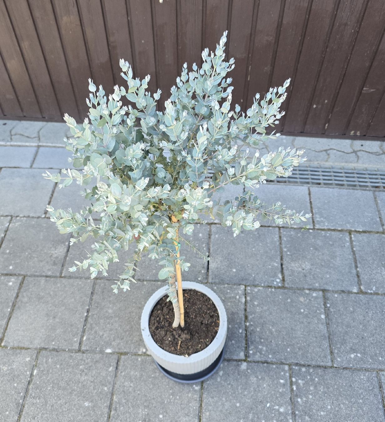 Piante & sementi: Eukalyptus-Bäumchen im Topf – Nuovo (secondo la descrizione) da Aarburg venduto da popkorn65 2