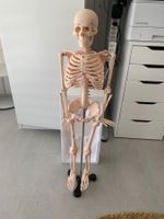 Skelett ( Liebscher/ Bracht Ausbildung)