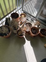 Plant Pots Set - Outdoor/Indoor Garden De
