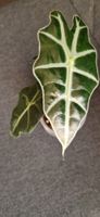 🤩Kräftige Alocasia Polly Babyplant