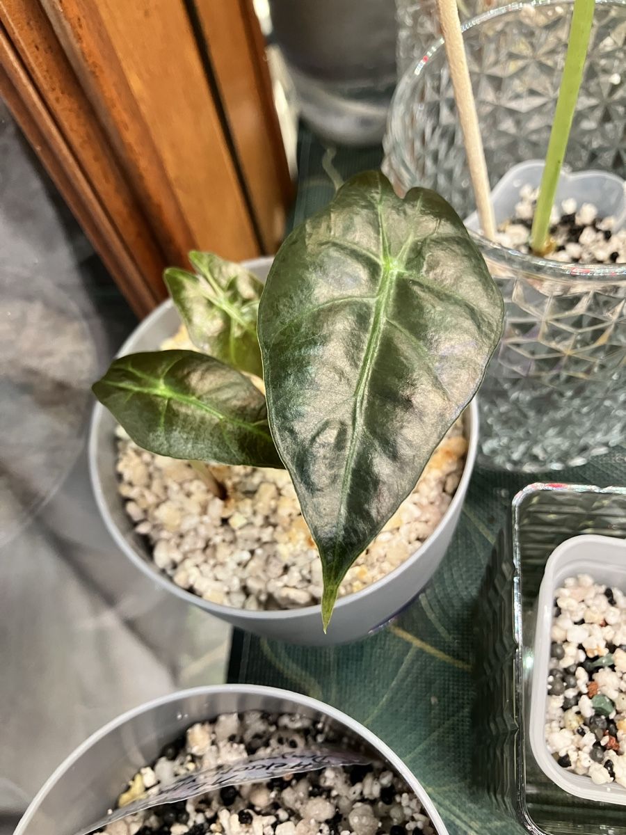 Pflanzen & Samen: Alocasia Polly Baby – Neu (gemäss Beschreibung) aus Hettlingen von MissZotti