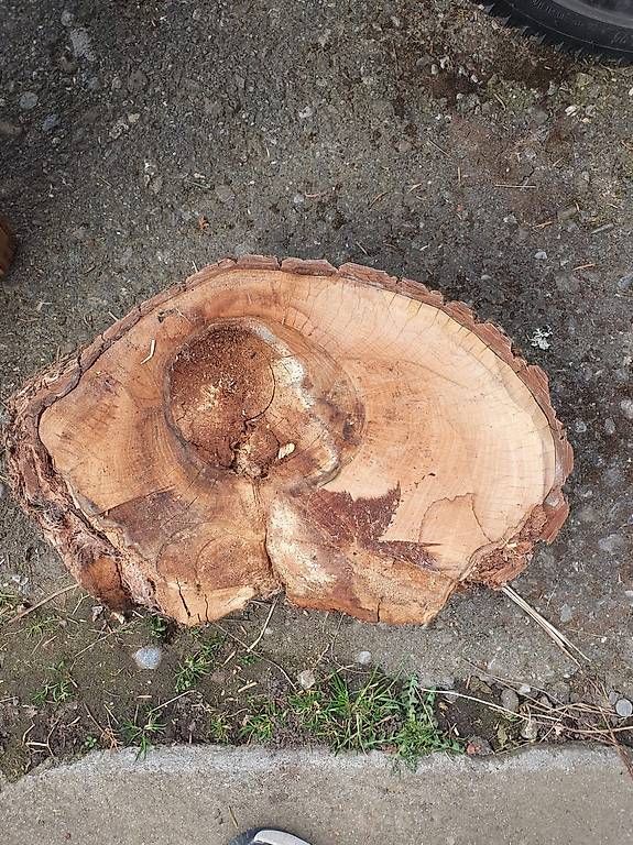 Articoli in legno: Baumstammscheiben Esche – Usato da Thun venduto da noah_5fyb 1