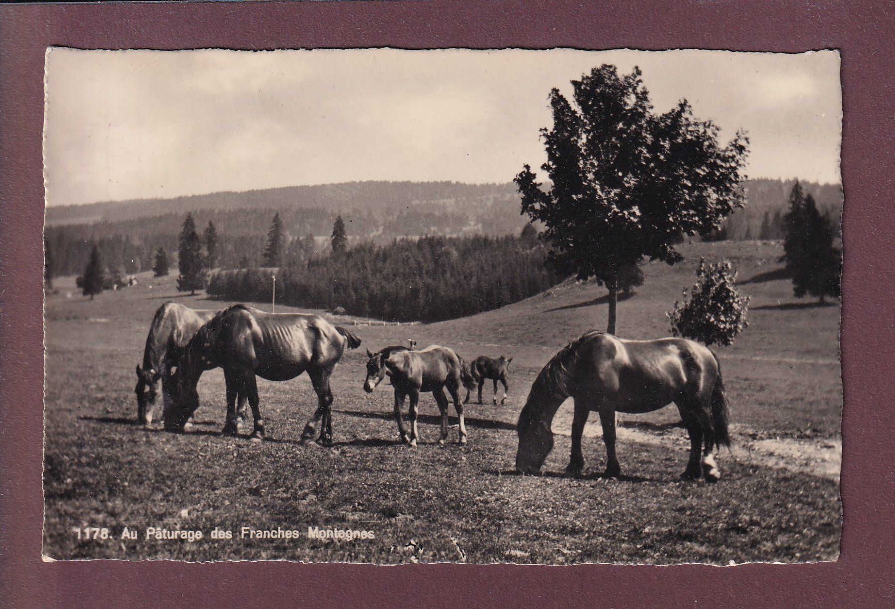 Ansichtskarten: FRANCHES MONTAGNES - Chevaux - Feldpost – Gebraucht aus Pully von nicecards