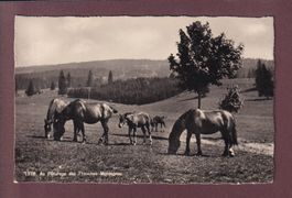 FRANCHES MONTAGNES - Chevaux - Feldpost