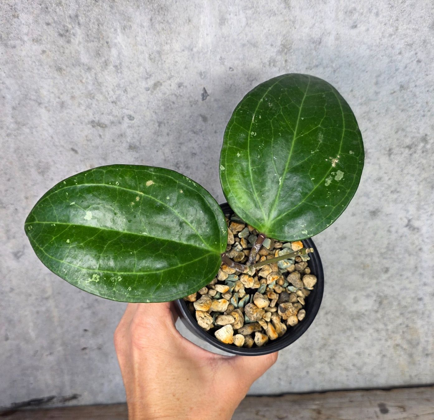 Piante & sementi: Hoya  'Sarawak Cream' – Nuovo (secondo la descrizione) da St.Erhard venduto da Plumilandschweiz 3