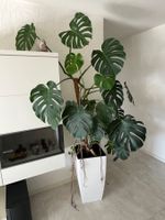 MONSTERA DELICIOSA "Köstliches Fensterblatt" inkl. Topf