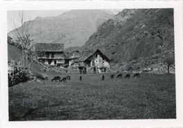 Schweiz  CH  -   Bauernhäuser /  Tiere    (unbekannt)