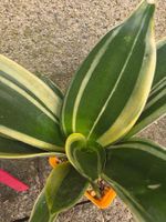 Mini Sanseveria "Golden Hanii" / Schwiegermutterzunge