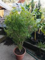 Granatapfel - Punica Granatum - 1 Pflanze - Höhe 110 cm