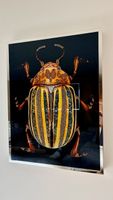 Visionnaire Coleottero Giallo Kunstwerk Astolfi 60x80 cm
