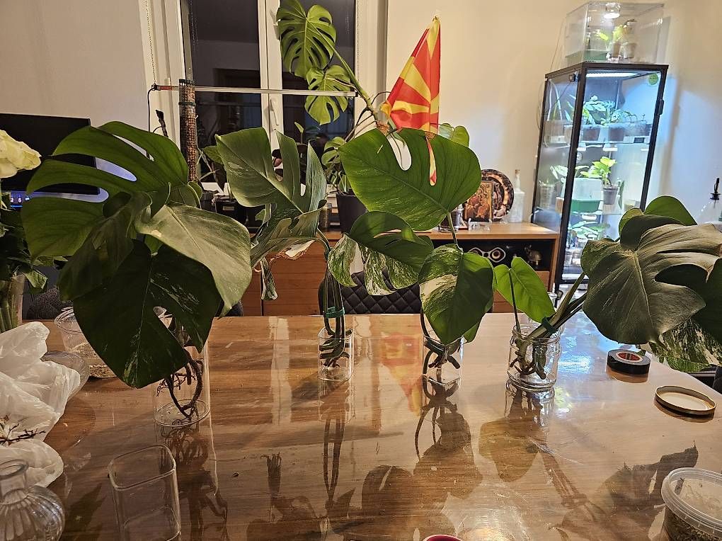 Piante & sementi: Monstera Albo Variegated Stecklinge  – Usato da Utzenstorf venduto da Dac_mk 3