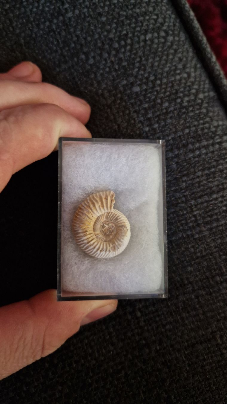 Fossili: Fossile d'Ammonite Authentique - Découverte Préhistorique – Usato da Sembrancher venduto da did_mkx2 1