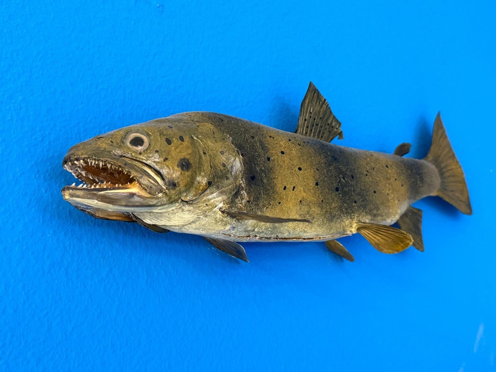 Il mondo degli animali: Trophäe Doubs Forelle – Usato da Allschwil venduto da Flupis