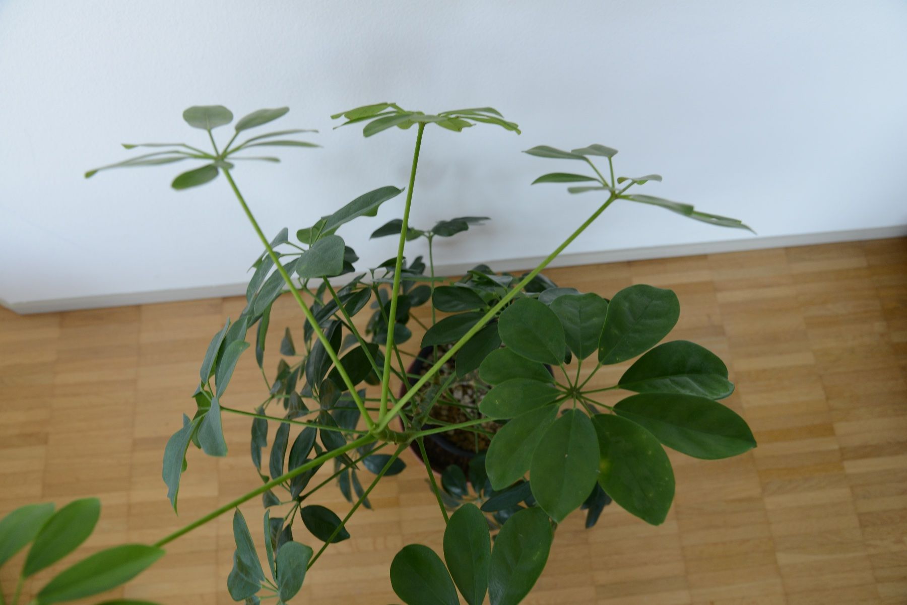 Pflanzen & Samen: Strahlenaralie/Schefflera – Gebraucht aus Basel von fer_cs78 3