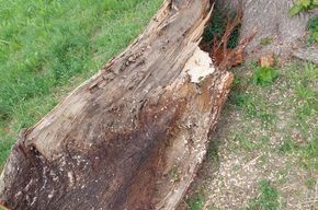 Articoli in legno: Linden Baumstamm – Nuovo (secondo la descrizione) da Neuhaus SG venduto da Manni017 1