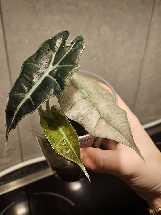 Alocasia Pink Polly Mint (Gebraucht) in Suhr für CHF 40 – nur Abholung ...