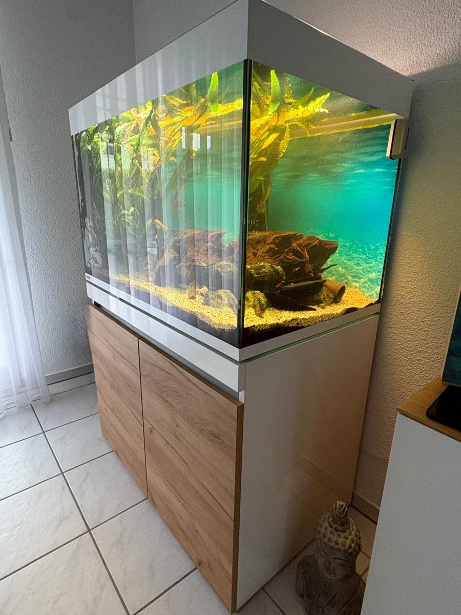 Acquari: Eheim Incpiria 330 Aquarium – Usato da Dagmersellen venduto da Dej7 1