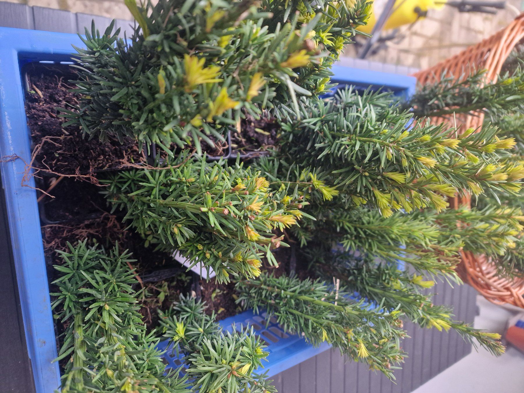 Pflanzen & Samen: Säuleneibe Taxus baccata Fastigiata Robusta Eibe – Gebraucht aus Uerkheim von Justi.y 7