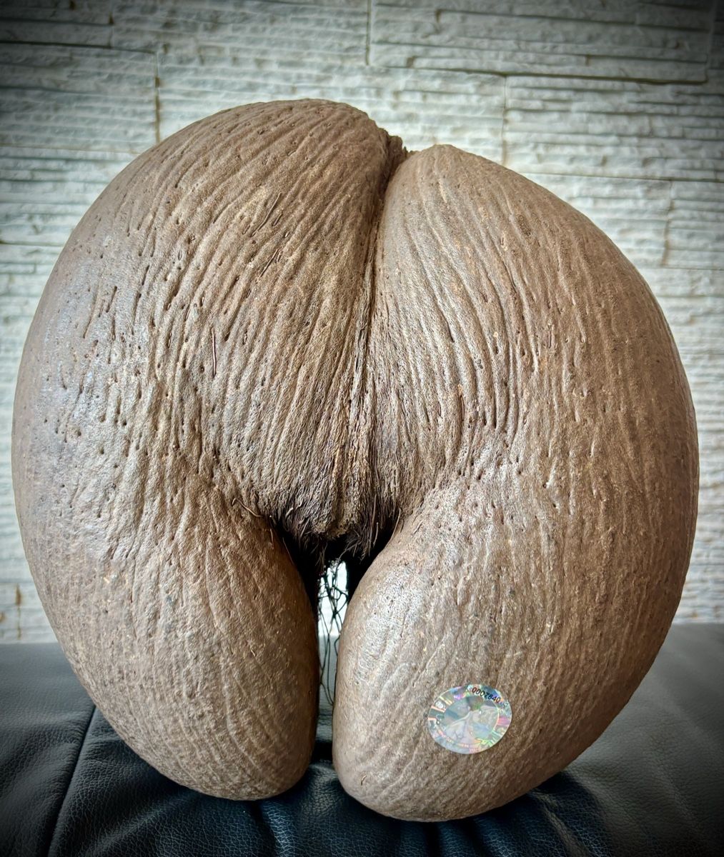 Sculture & Statue: Wunderschöne Coco de Mer Seychellen. Mit Echtheitszertifikat – Usato da Arbon venduto da Helmuth 2