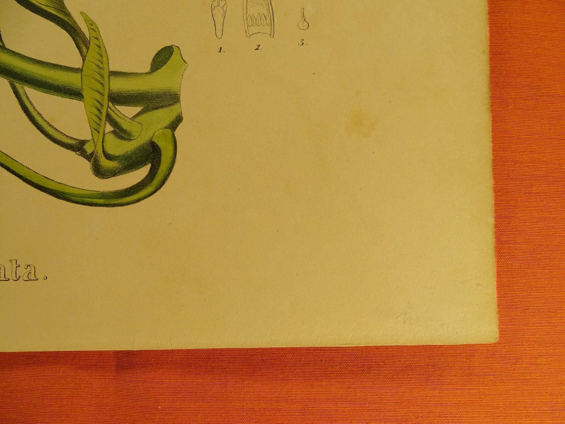Grafica & Litografie: PLUMERIA ACUMINATA, LITHOGRAPHIE UM 1880 – Usato da Grüningen venduto da Kartensammler 3