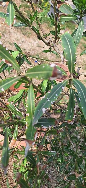Piante & sementi: Oleander – Usato da Madiswil venduto da Oleander2 1