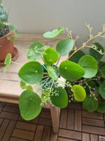Ufopflanze pilea