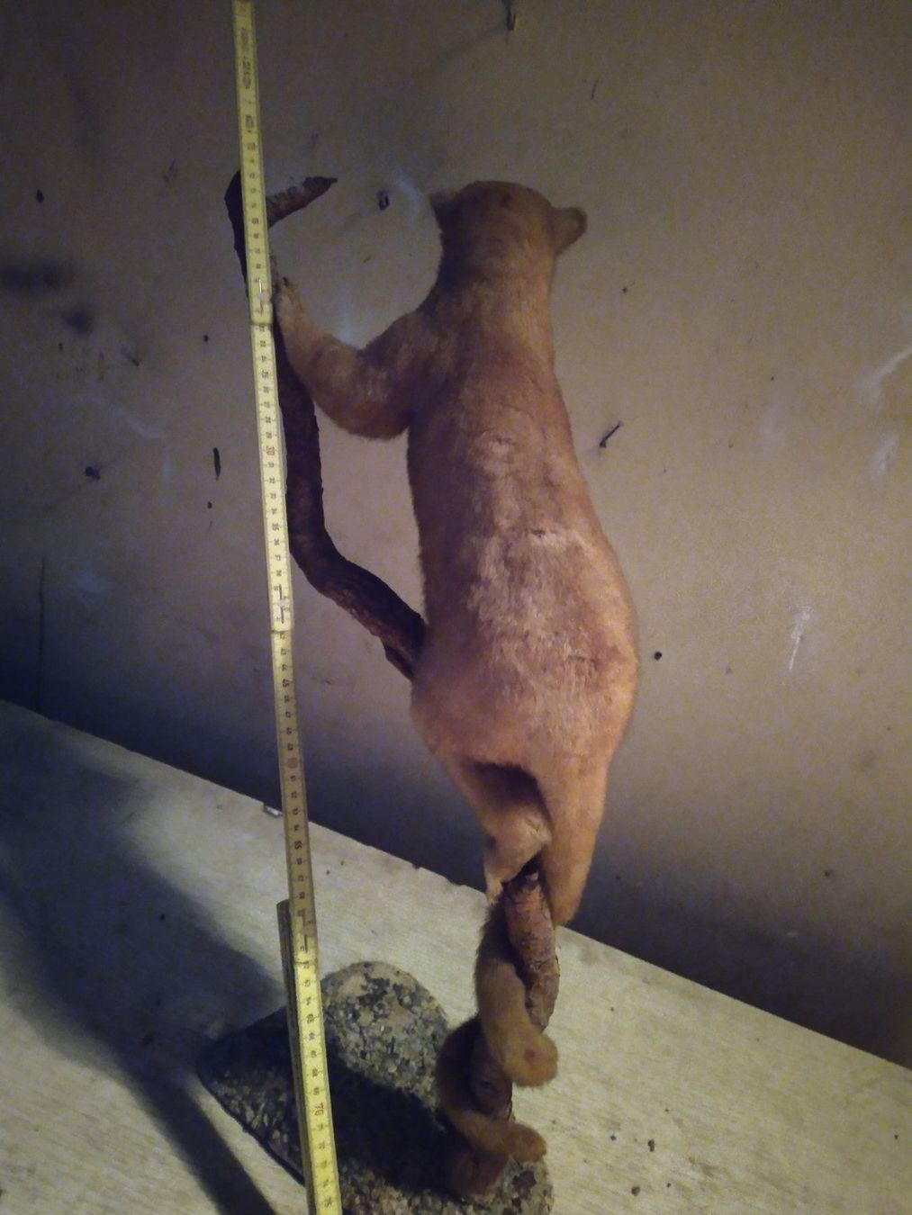 Il mondo degli animali: Seltener Kleinbär,  Präparat – Usato da Wettingen venduto da Bwalti 2