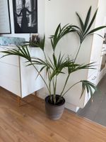 Kentia-Palme (Howea Forsteriana)
