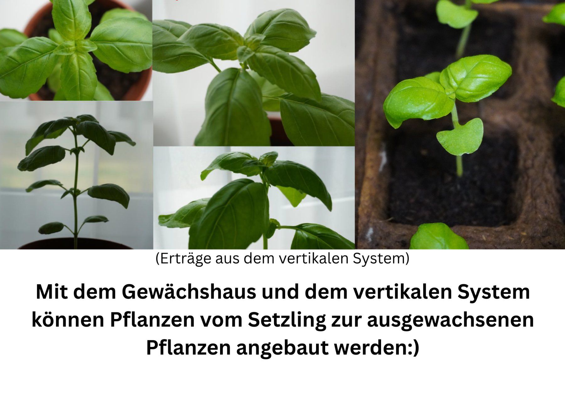Box contenitori: Vertical Farming Komplettset - 2 Systeme + Zubehör – Nuovo (secondo la descrizione) da Lupsingen venduto da Supra88 6