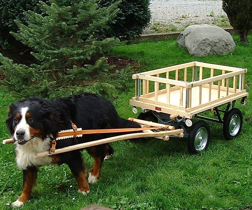 Carrozzine: Hundewagen – Nuovo (secondo la descrizione) da Sommeri venduto da Schnegglis