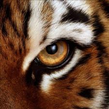 Profile image of van_xgl2