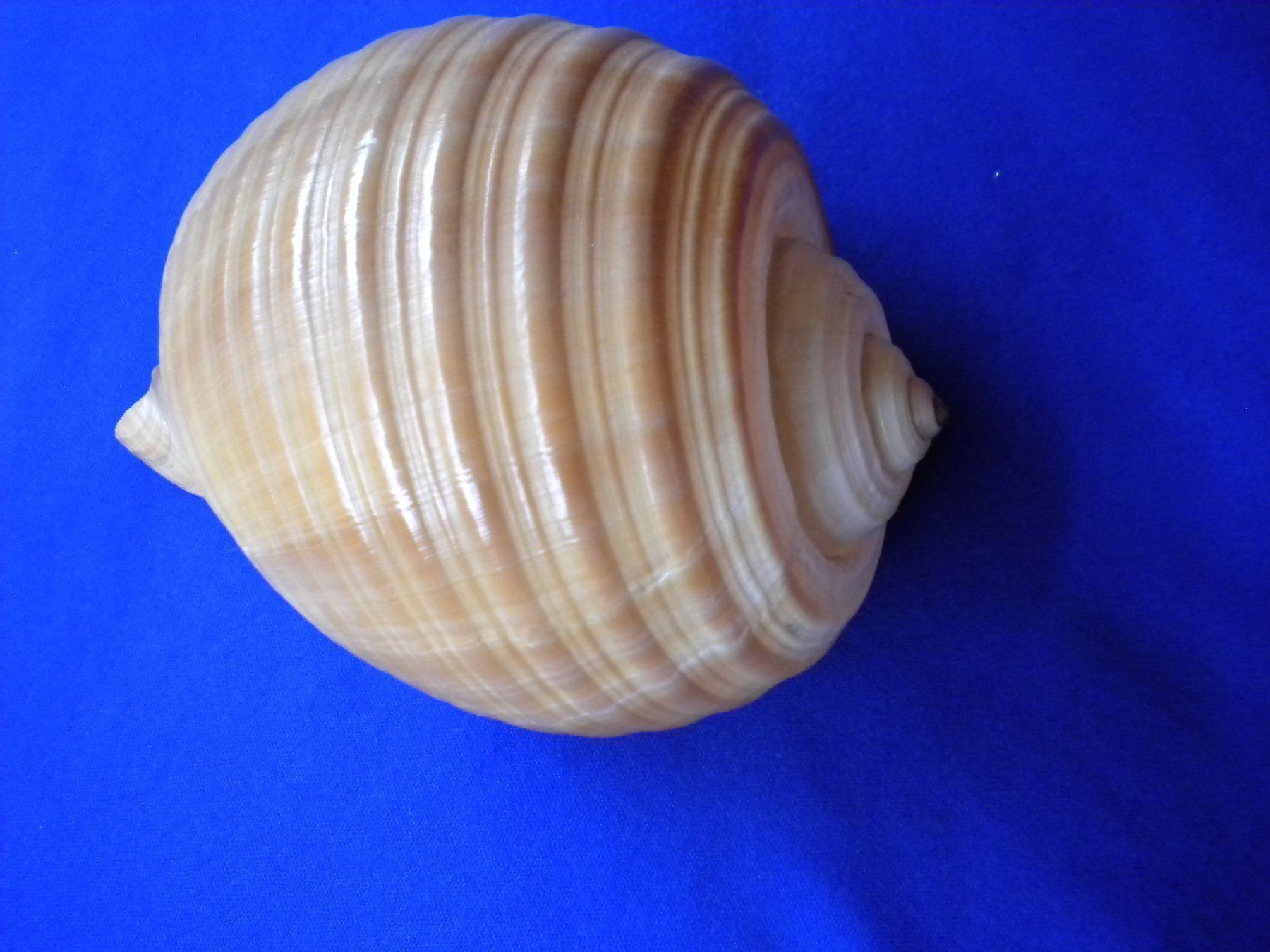 Fossilien: Riesengrosse  Muschel 15 cm selten – Gebraucht aus Spreitenbach von Sniper8952 3