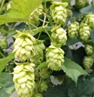 50 BIO-HOPFEN SAMEN GRAINES DE HOUBLON SEMI‪‪‪