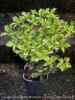 Osmanthus Heterophyllus Tricolor - Osmanthus Goshiki