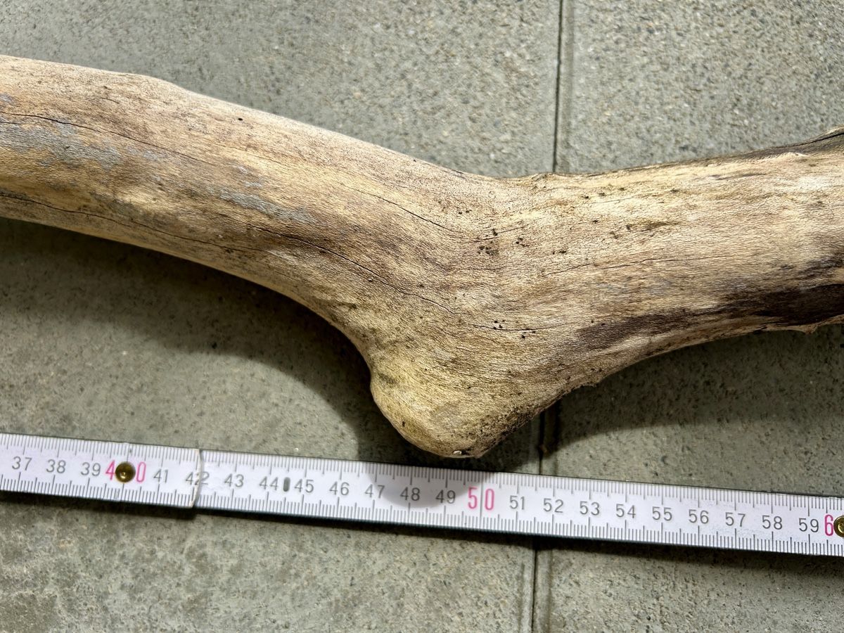 Articoli in legno: Schwemmholz Ast 104 cm lang  – Nuovo (secondo la descrizione) da St. Urban venduto da uschi73 4