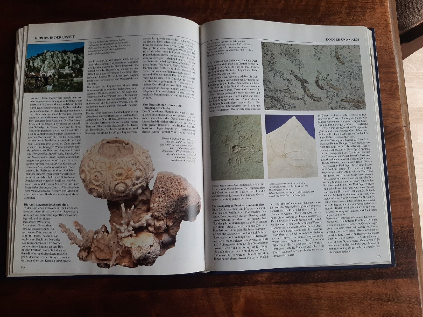 Libri: Fossilien der Urzeit Erdgeschichte – Usato da Rickenbach BL venduto da Oktober68 5