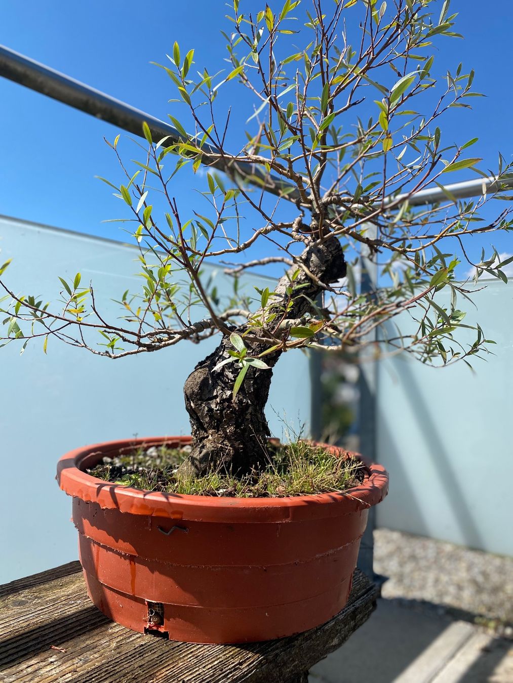 Bonsai "Weide-Yamadori" (Gebraucht) in Aarau Rohr fr CHF 99  nur Abholung  auf Ricardo kaufen