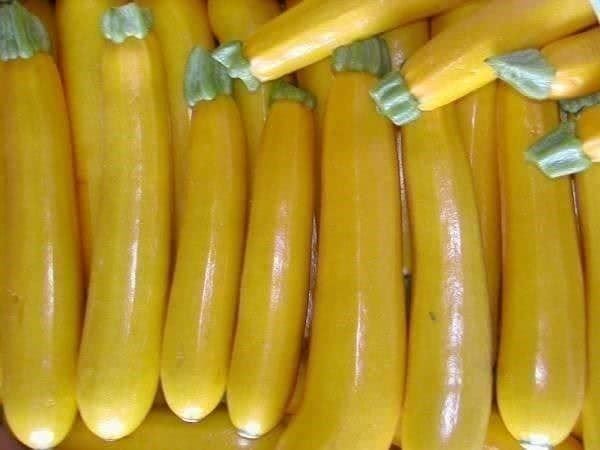 Pflanzen & Samen: Courgette D'or / Jaune ! Succulente 5g – Neu (gemäss Beschreibung) aus Bremblens von FIBONACCI369 2