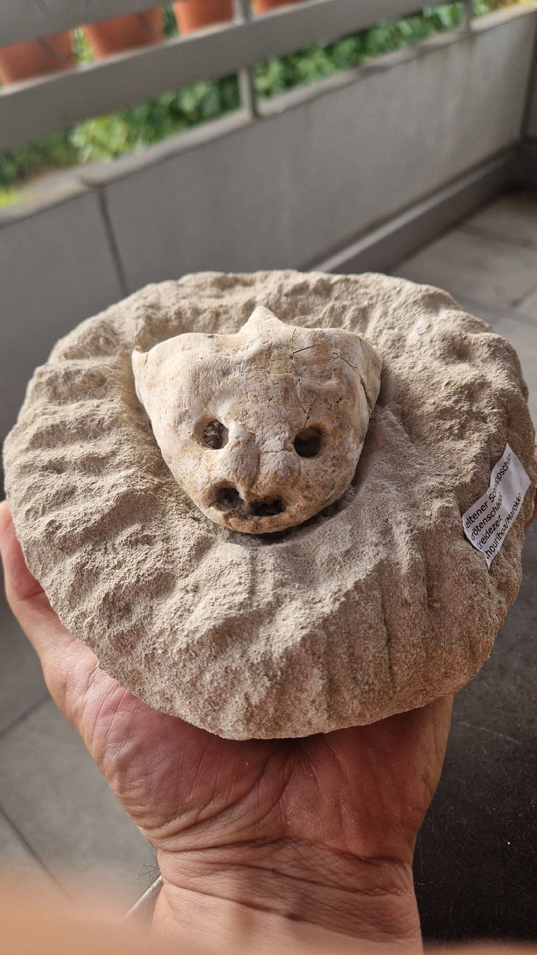 Fossilien: Fossiler Schnappschildkröte – Gebraucht aus Niederhasli von rehauge01 6