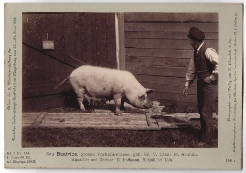 Fotografie &  Plakate: Fotografie H. Schnaebeli, Berlin, Ausste – Gebraucht aus Berlin von bartko-reher