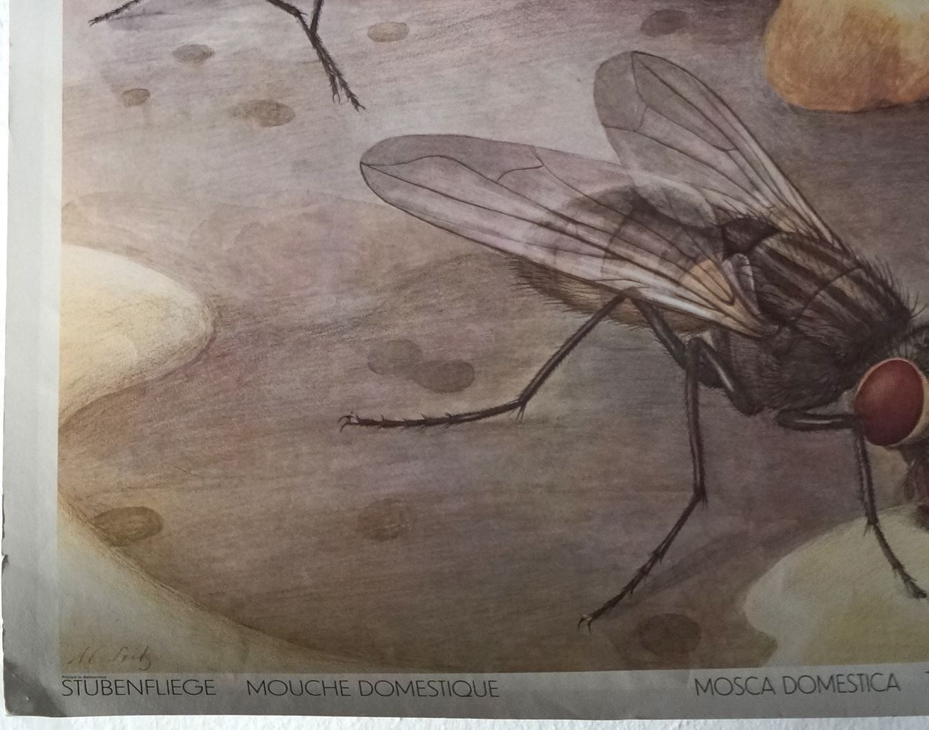 Foto & Immagini: Schulwandbild Stubenfliege – Usato da Härkingen venduto da sammelbecken 2