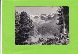 Arvenwald von Tamangur
