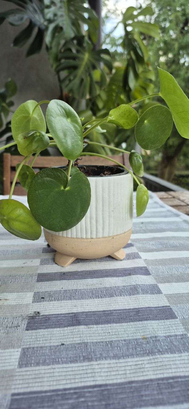 Pflanzen & Samen: Pianta Pilea Peperomioides in vaso bianco e rosa. – Gebraucht aus Oberengstringen von jessica2023