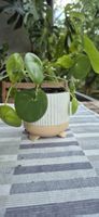 Pianta Pilea Peperomioides in vaso bianco e rosa.