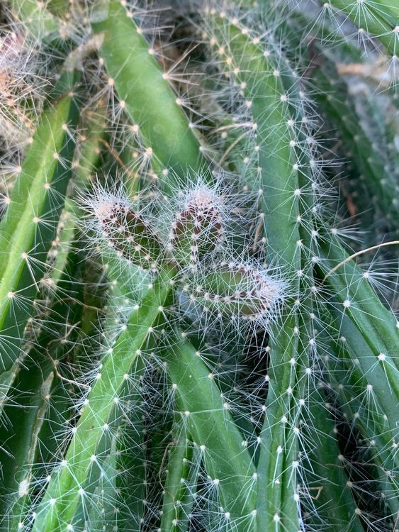 sehr schöner hängender Kaktus ca. 45 cm x 30 cm