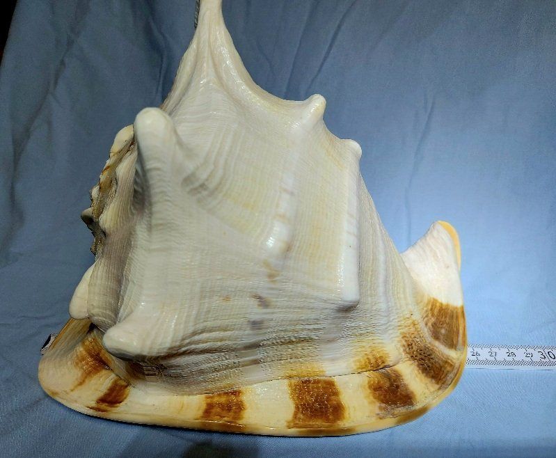 Fossili: Königshelm-Muschelschale – Usato da Herrliberg venduto da Jakob8539 6