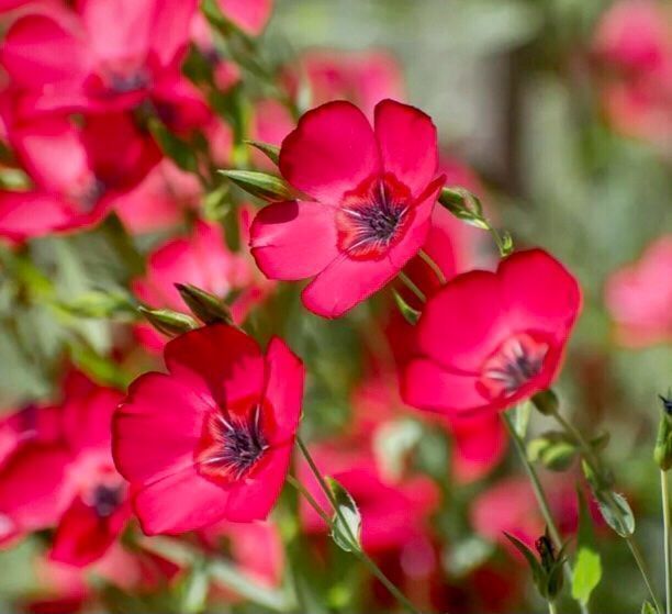 Piante & sementi: 30 Samen  Grossblumiger Lein RUBRUM ROT – Nuovo e nell'imballaggio originale da Rovio venduto da POSITIFFARTandPLANTS 5