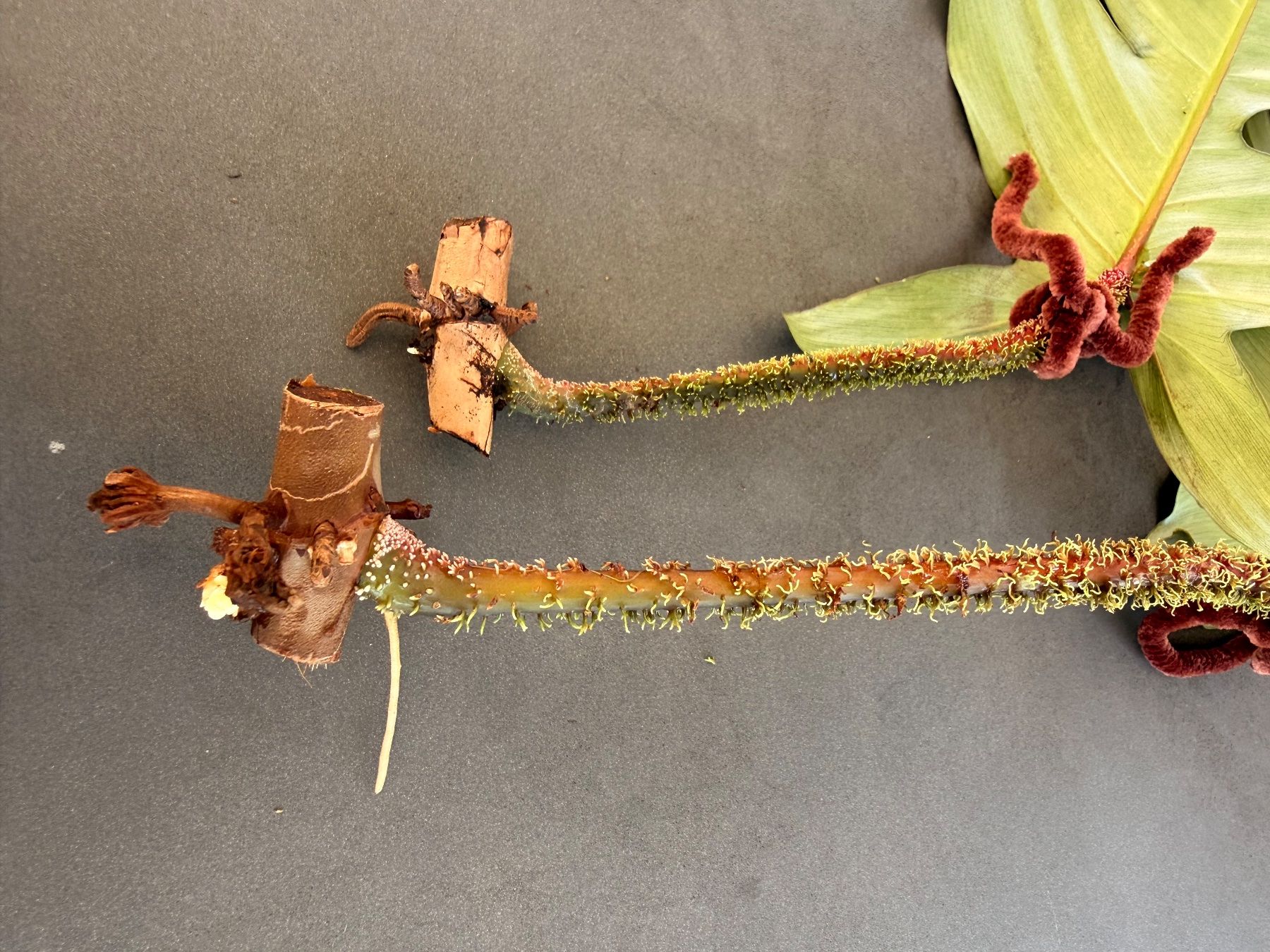 Piante & sementi: Philodendron Squamiferum 2/3 – Usato da Rafz venduto da jca_98p5 3